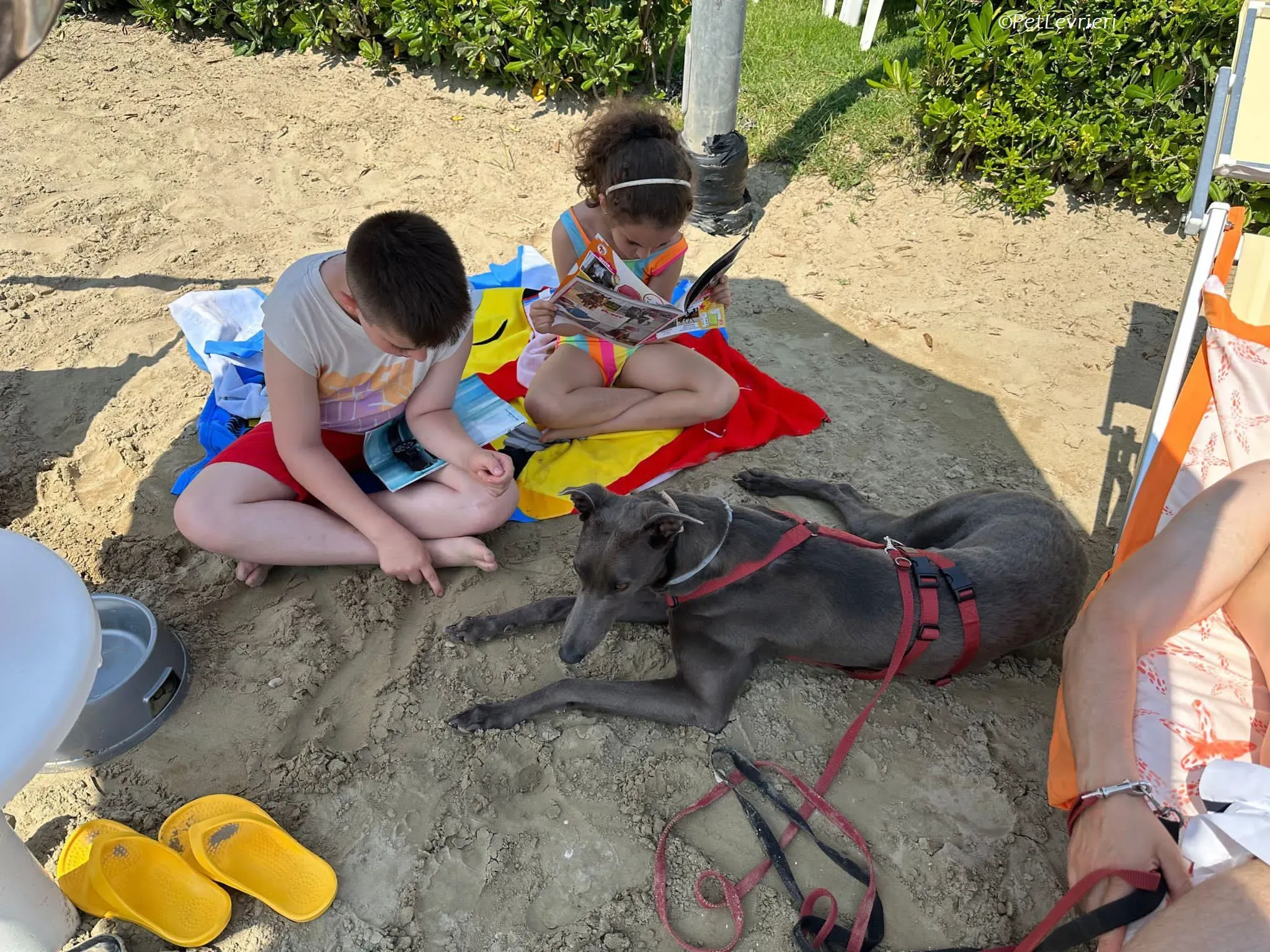 Penny adozione levrieri greyhound 14