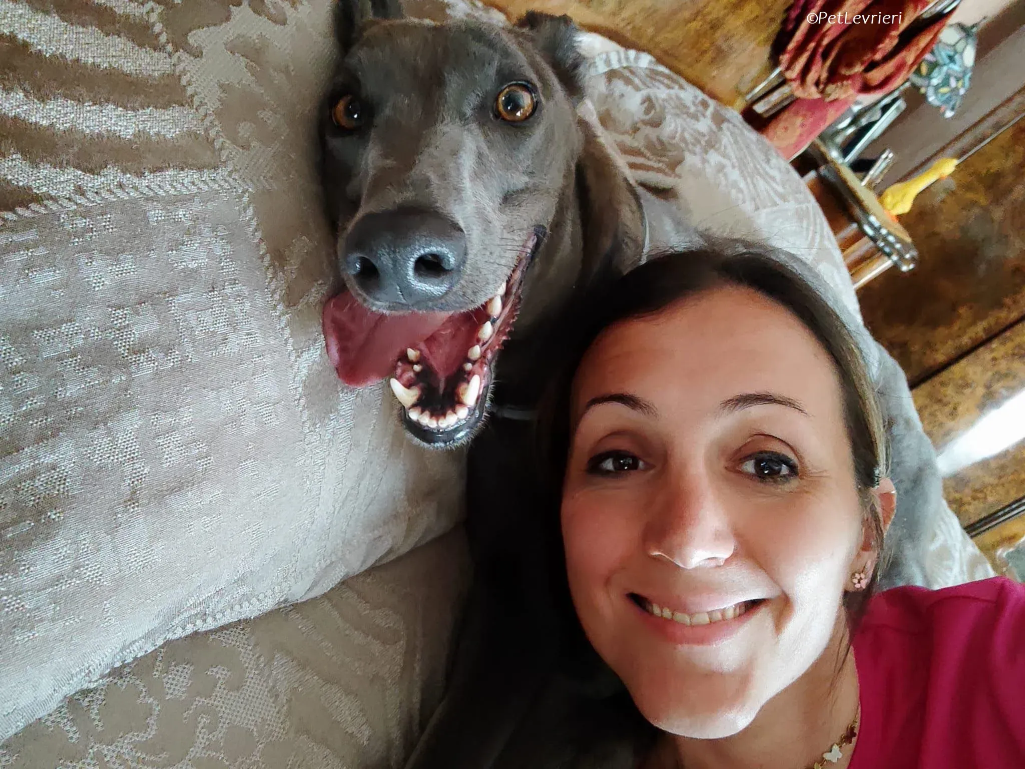 Penny adozione levrieri greyhound 17