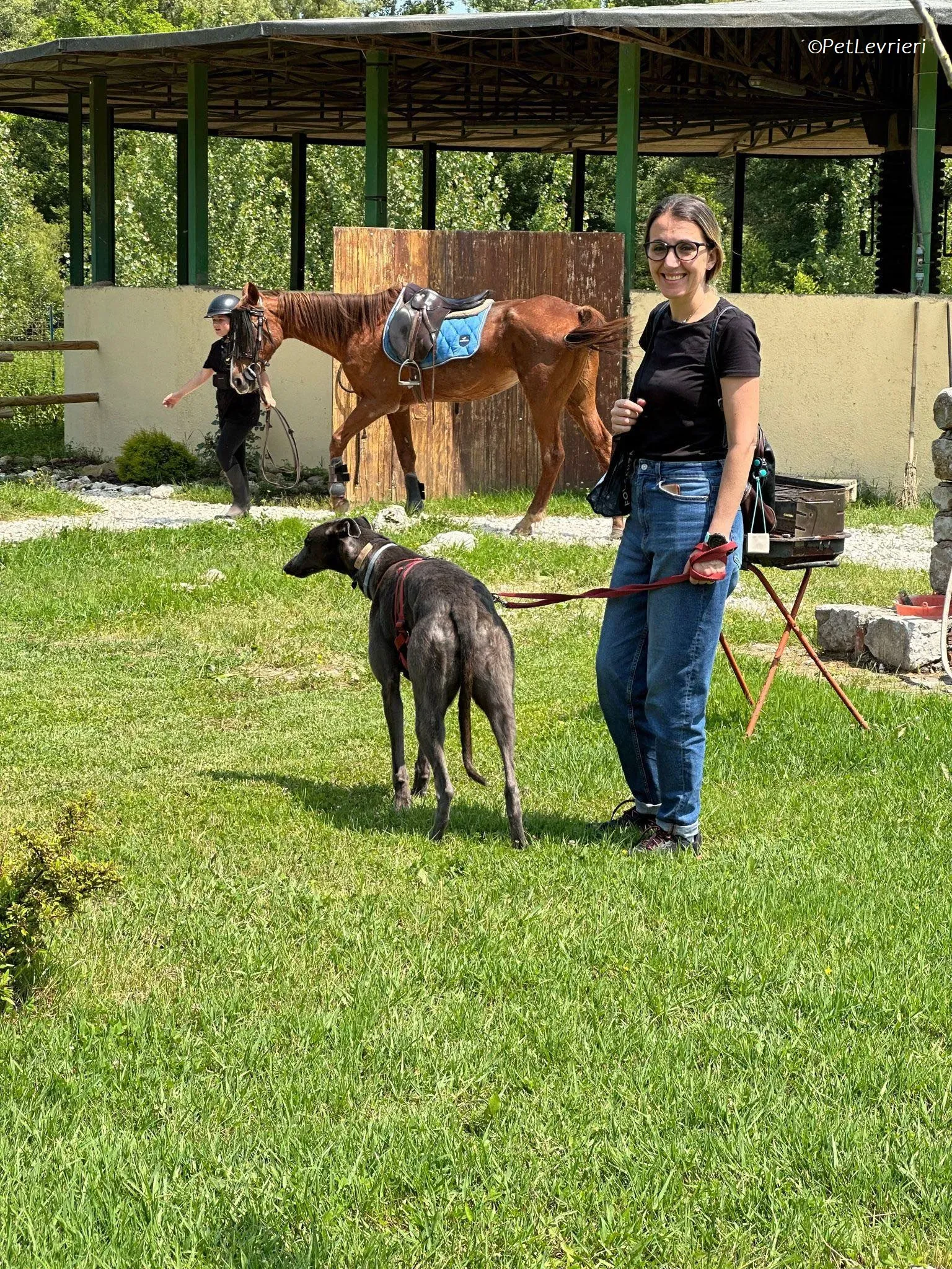 Penny adozione levrieri greyhound 18