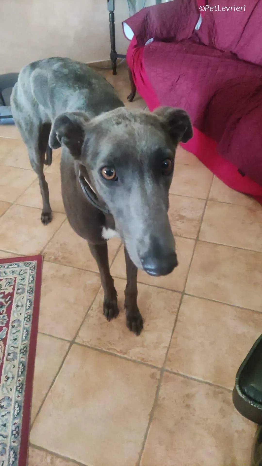 Penny adozione levrieri greyhound 19