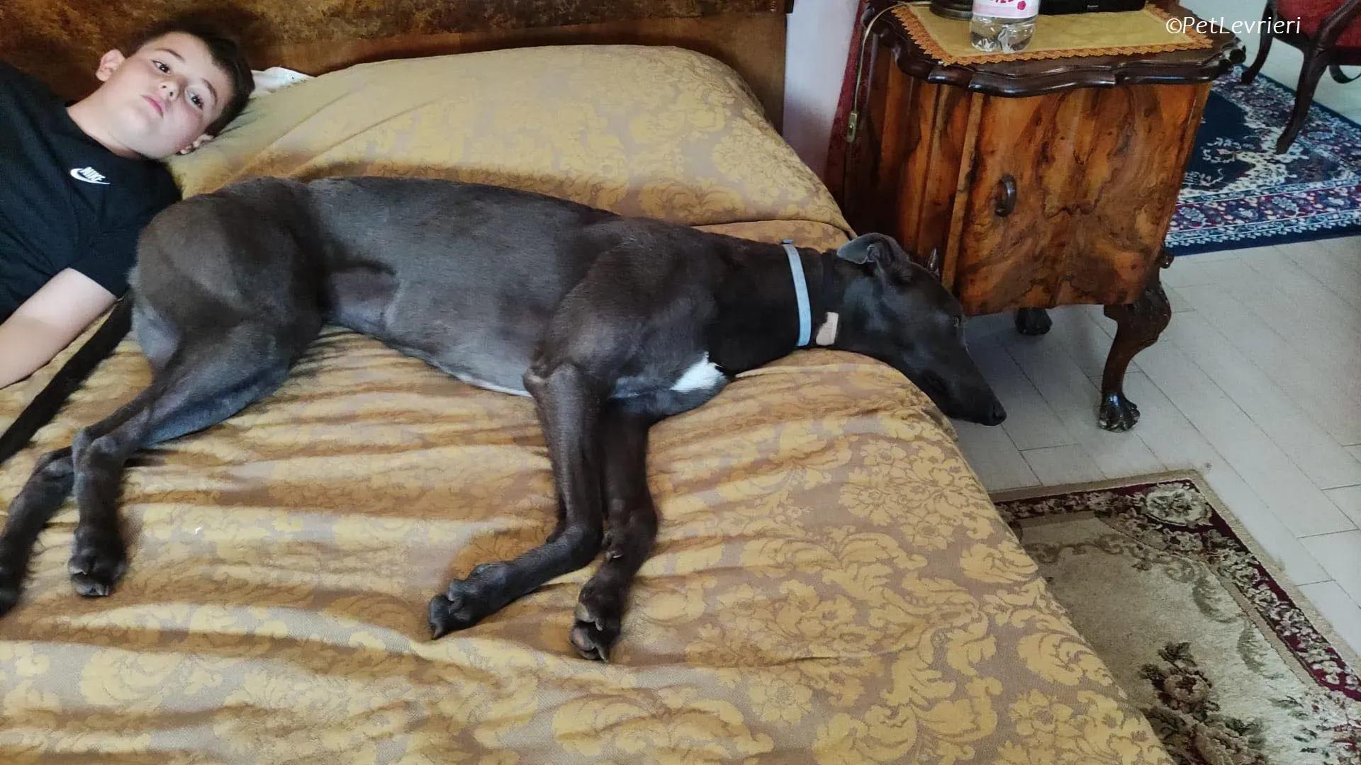 Penny adozione levrieri greyhound 21