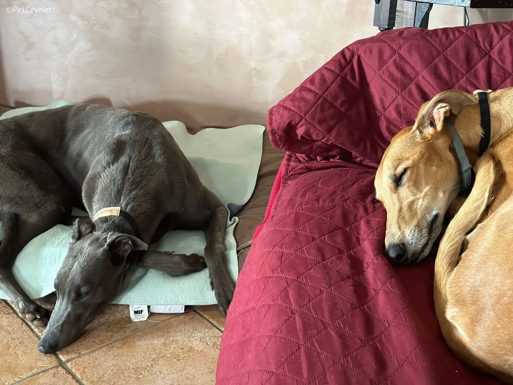 Penny adozione levrieri greyhound 23