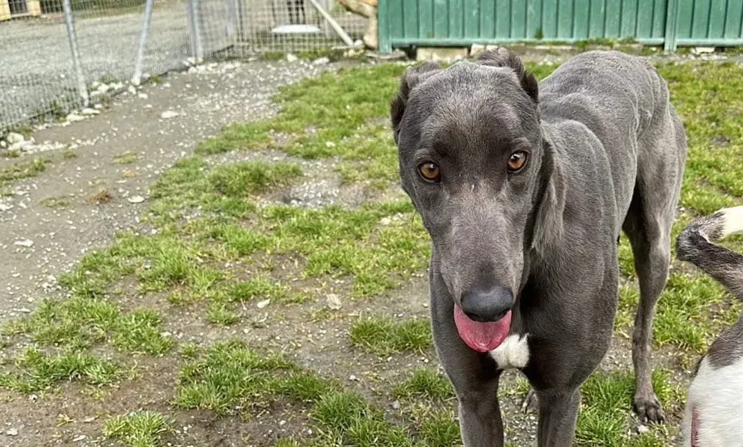 Penny adozione levrieri greyhound 5 e1678564600172
