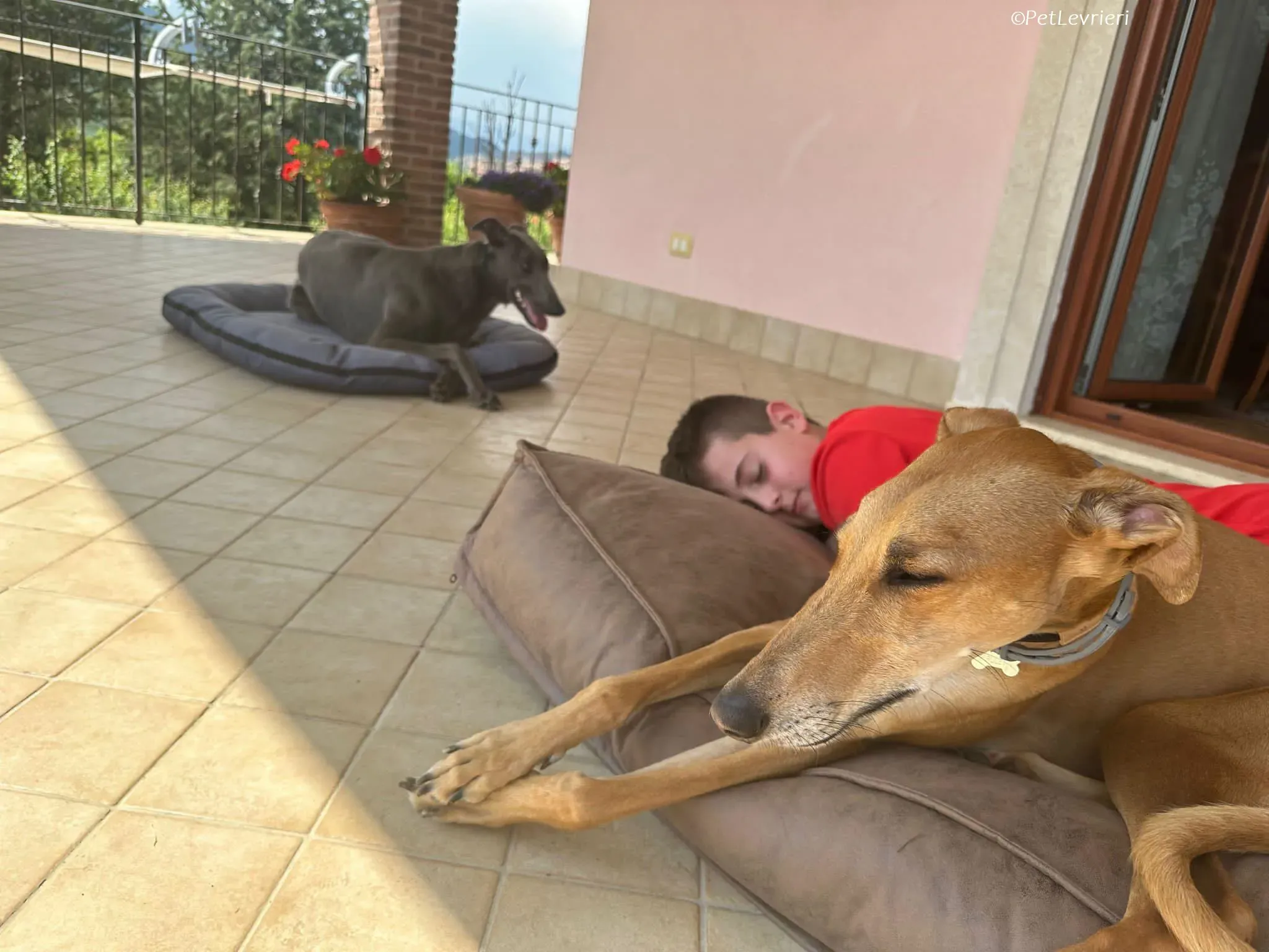 Penny adozione levrieri greyhound 4