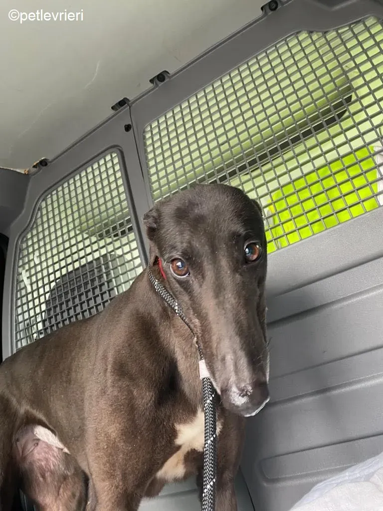 Pepper adozione levrieri greyhound 1