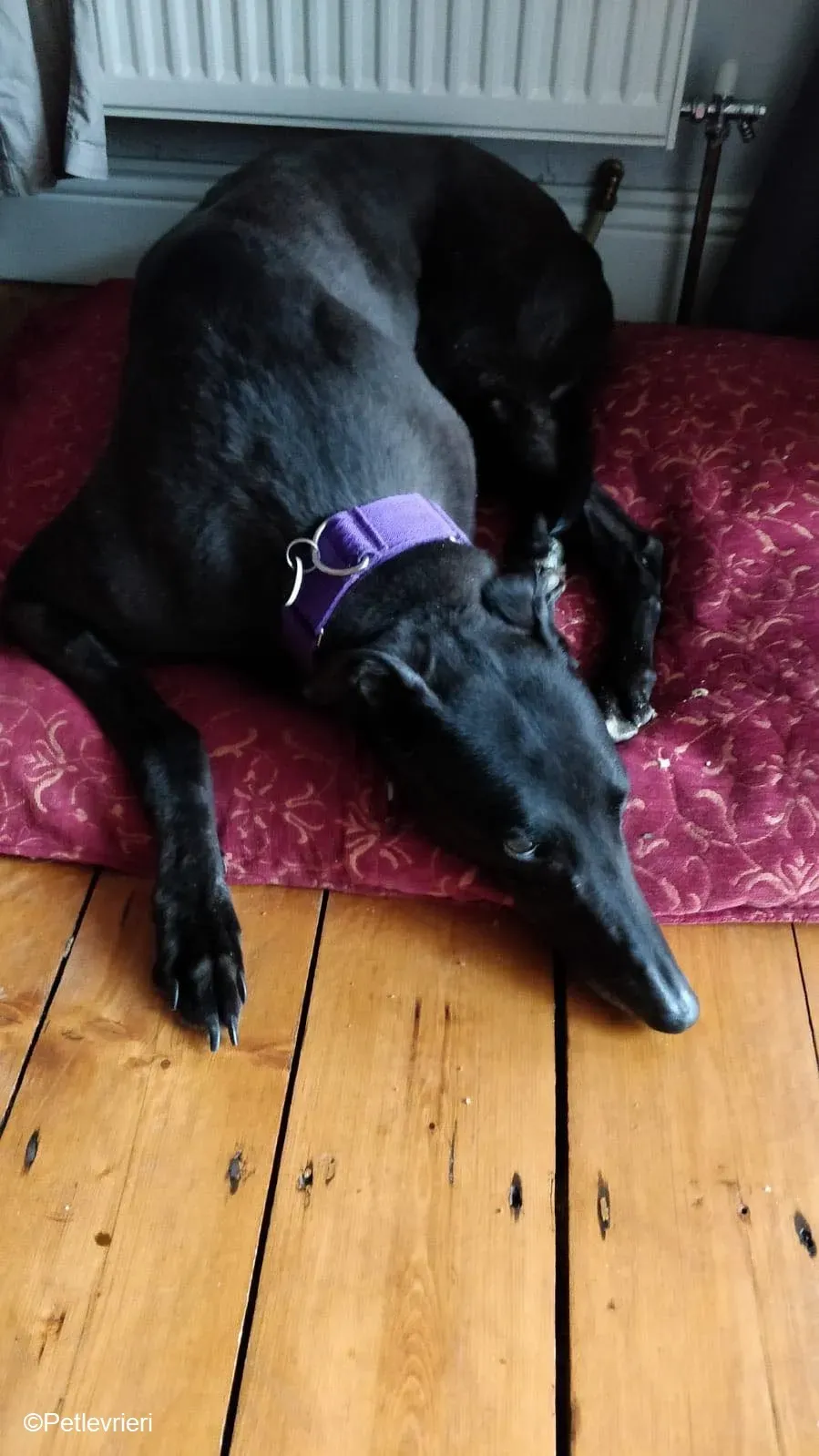 Pepper adozione levrieri greyhound 10 1