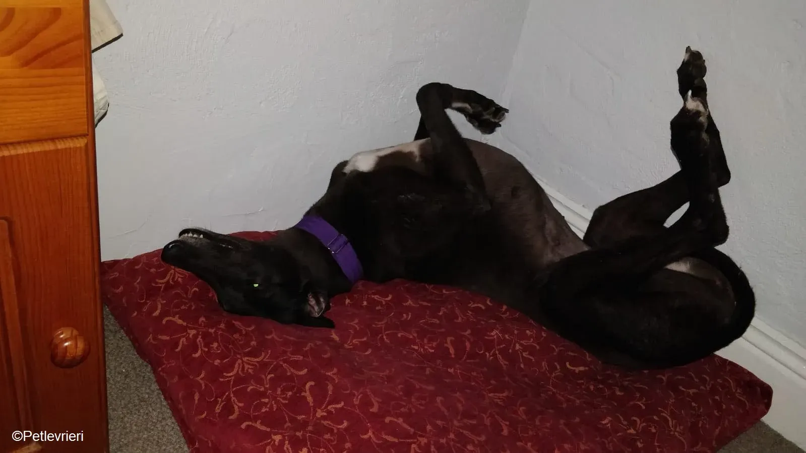 Pepper adozione levrieri greyhound 11 1