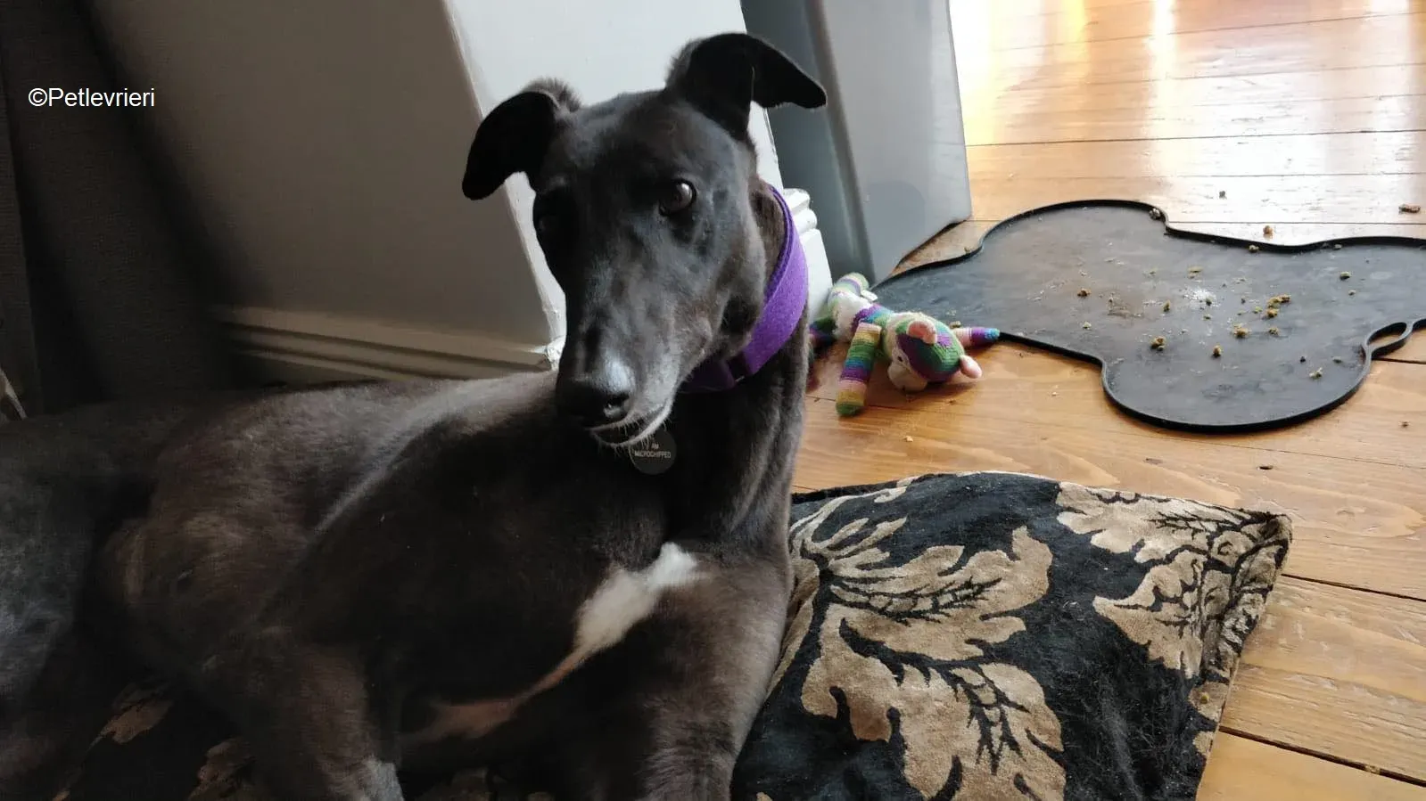 Pepper adozione levrieri greyhound 12