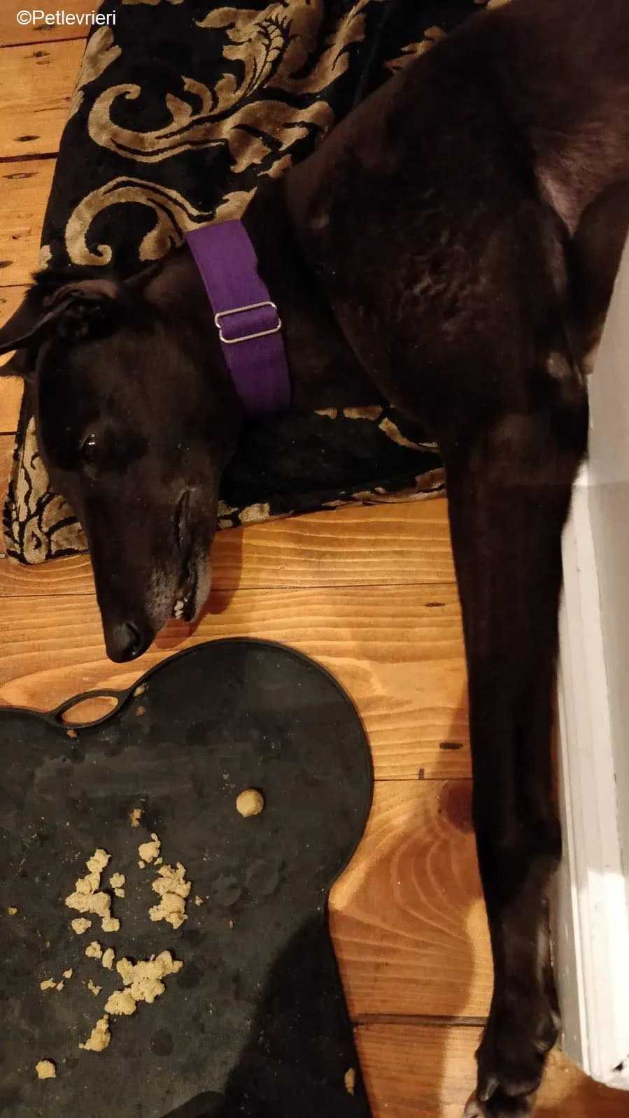 Pepper adozione levrieri greyhound 13