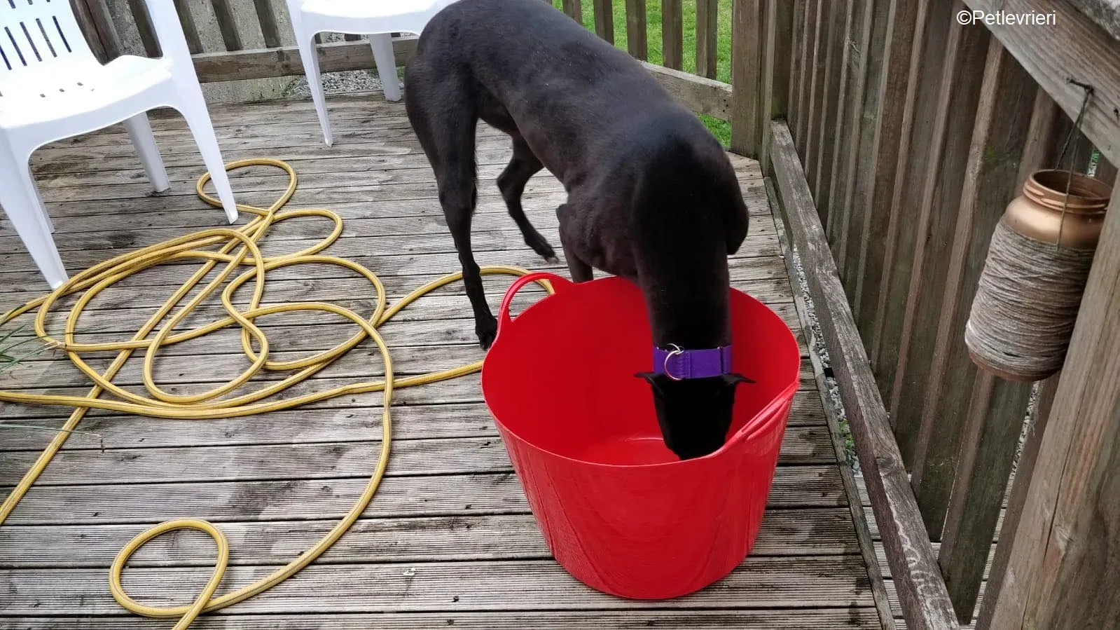 Pepper adozione levrieri greyhound 14