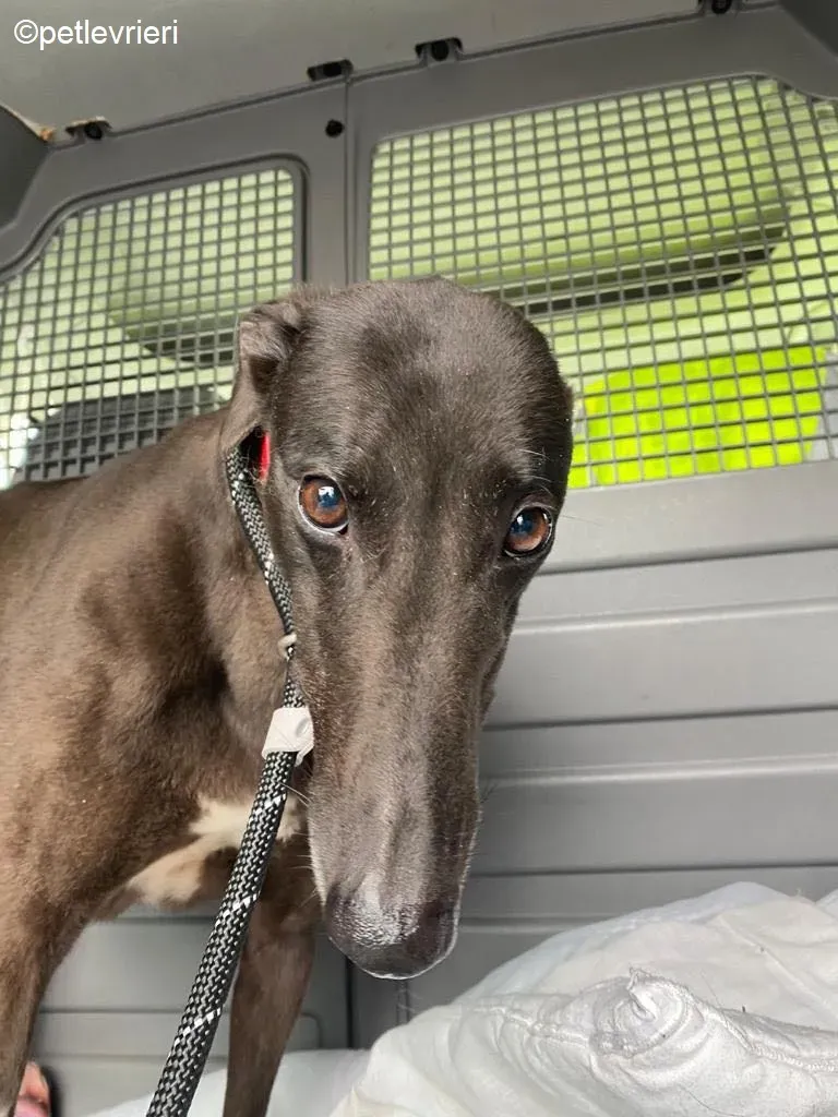 Pepper adozione levrieri greyhound 2