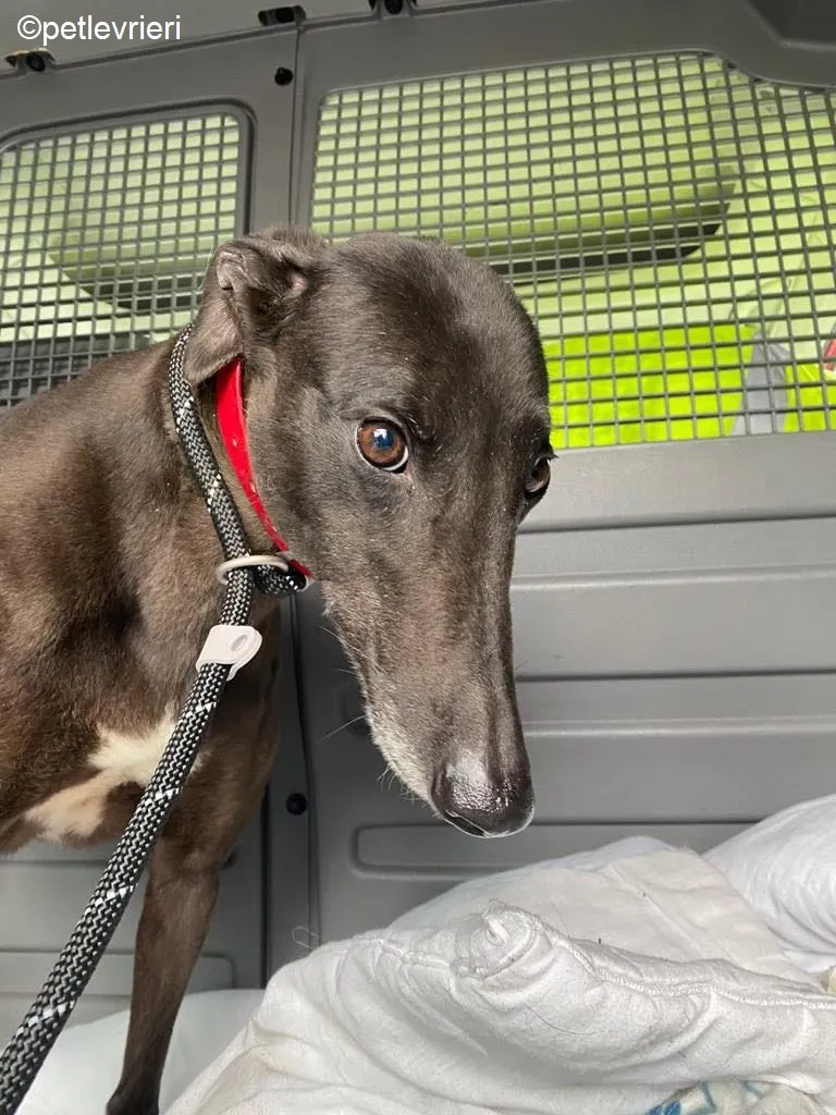 Pepper adozione levrieri greyhound 3
