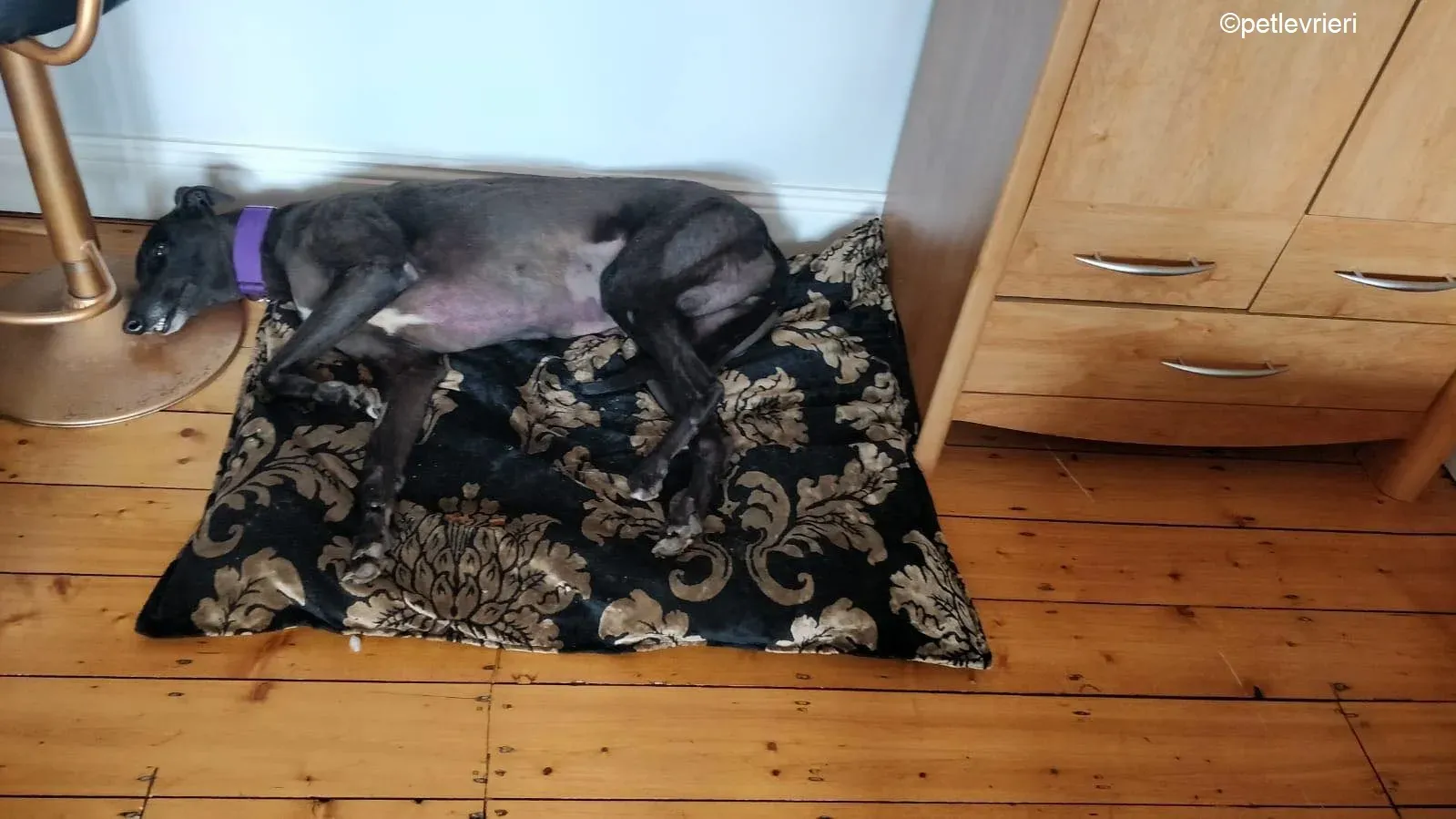 Pepper adozione levrieri greyhound 4