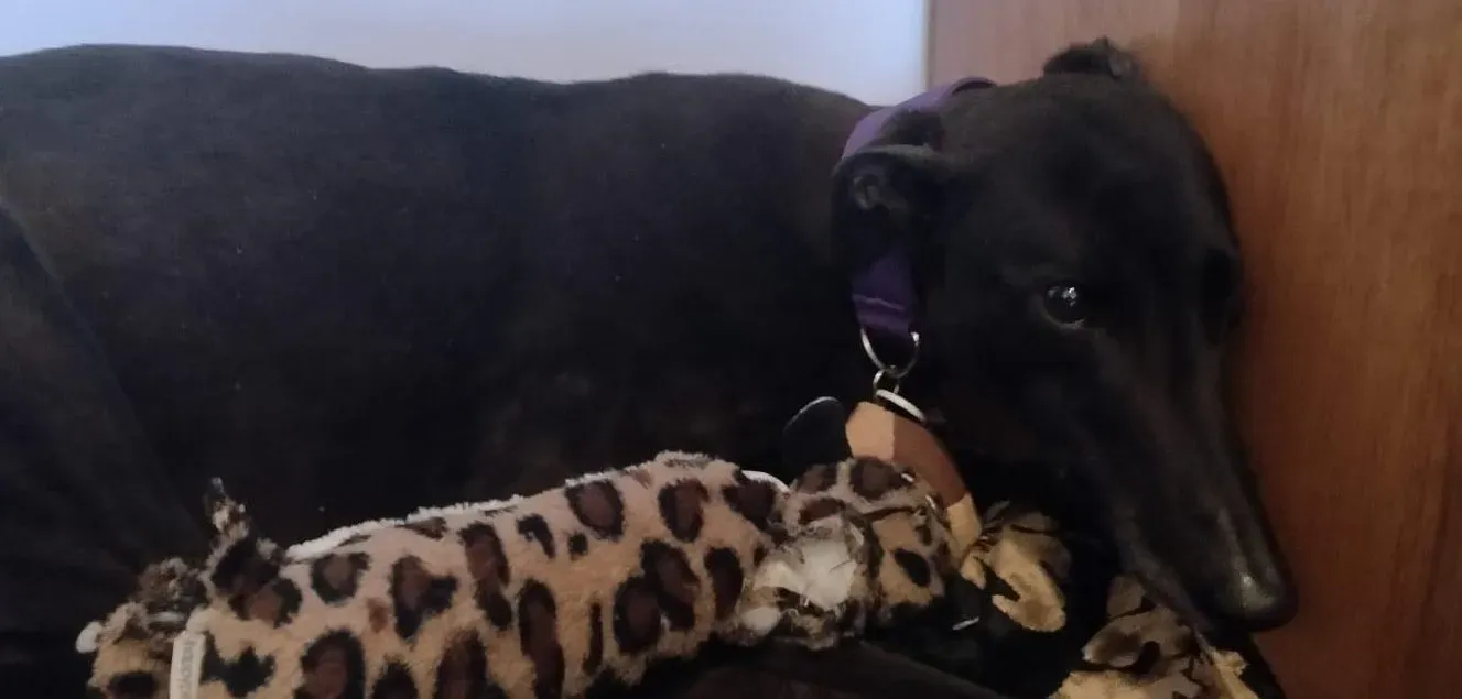 Pepper adozione levrieri greyhound 5 e1618213038376