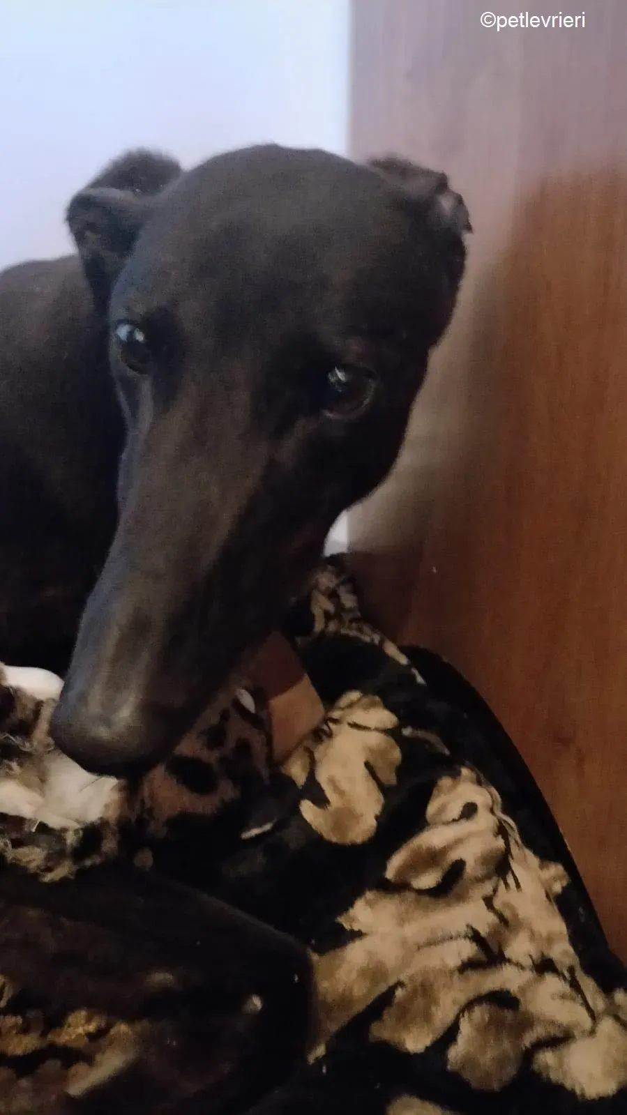 Pepper adozione levrieri greyhound 6