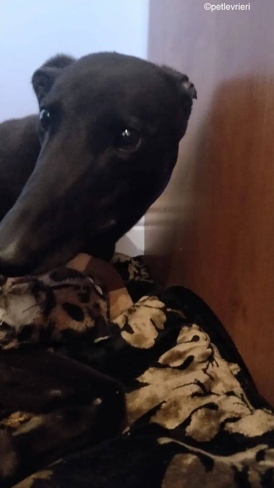 Pepper adozione levrieri greyhound 7