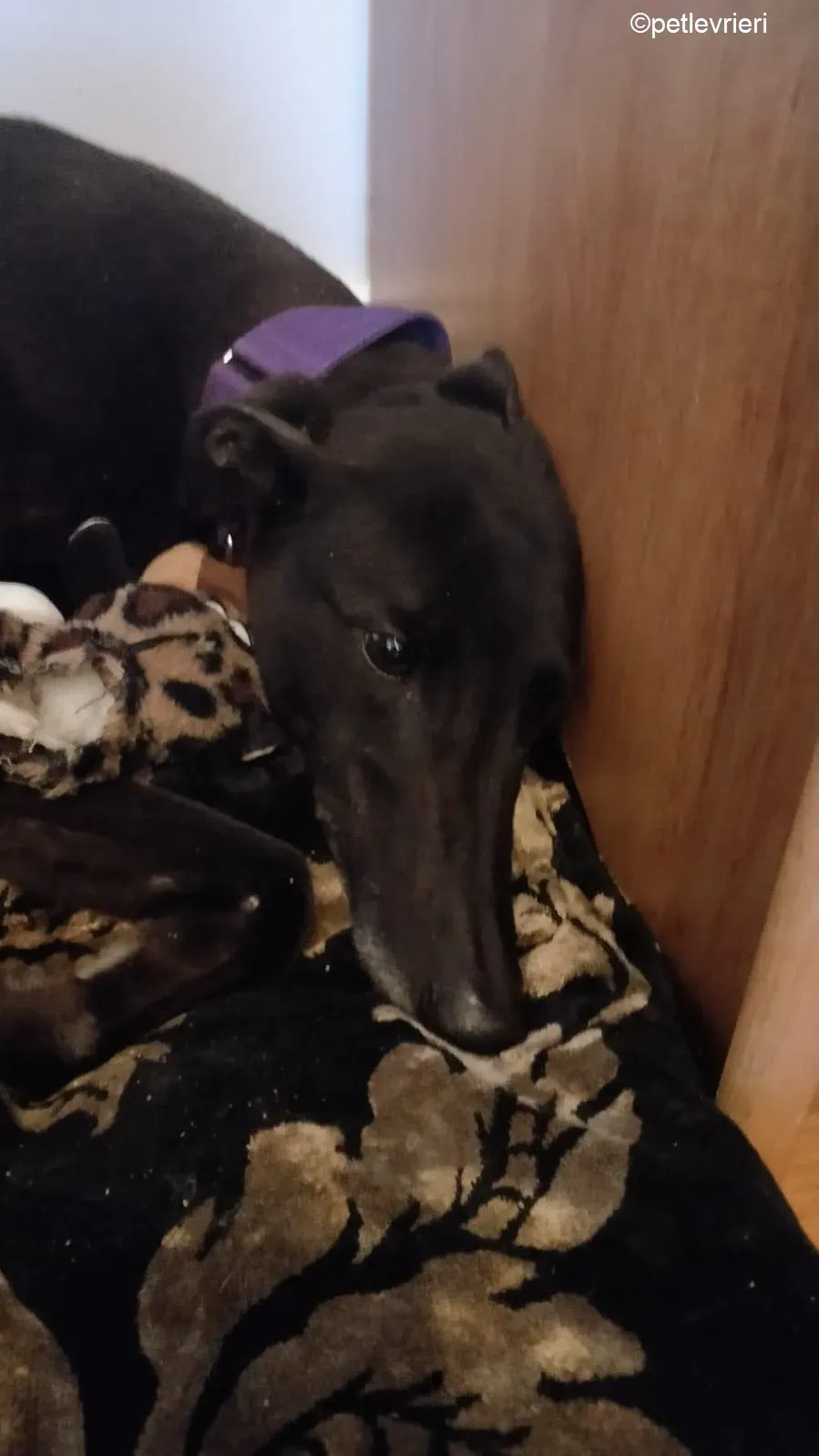 Pepper adozione levrieri greyhound 8