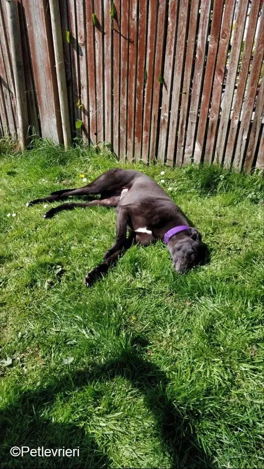 Pepper adozione levrieri greyhound 9 1