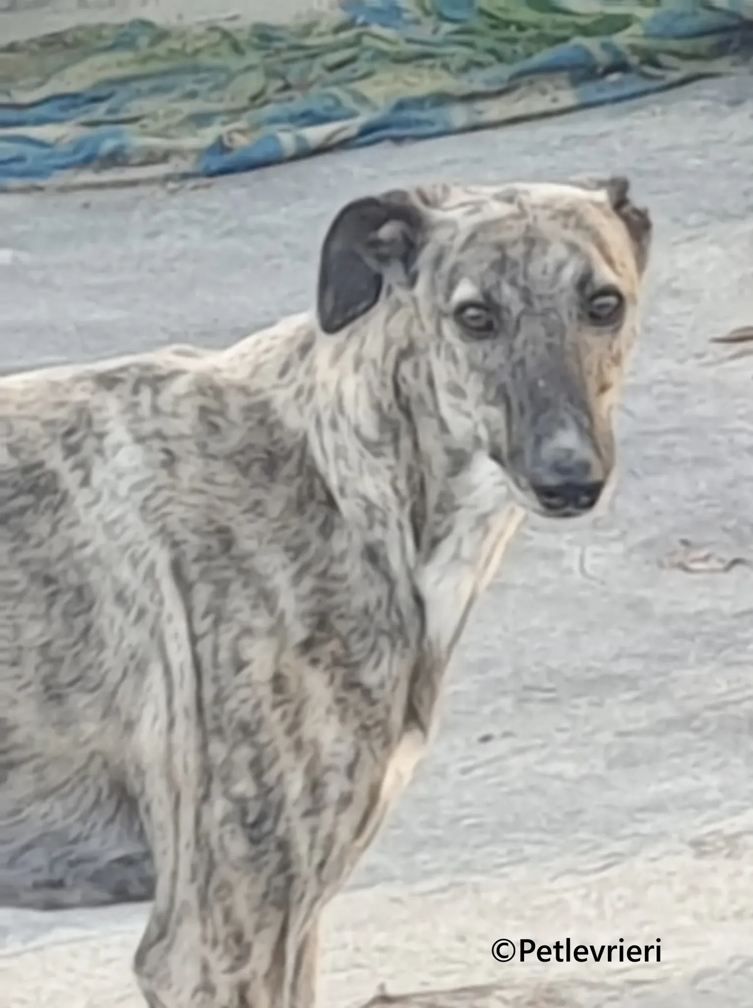 Pequena galgo adozione pet levrieri onlus 1 4