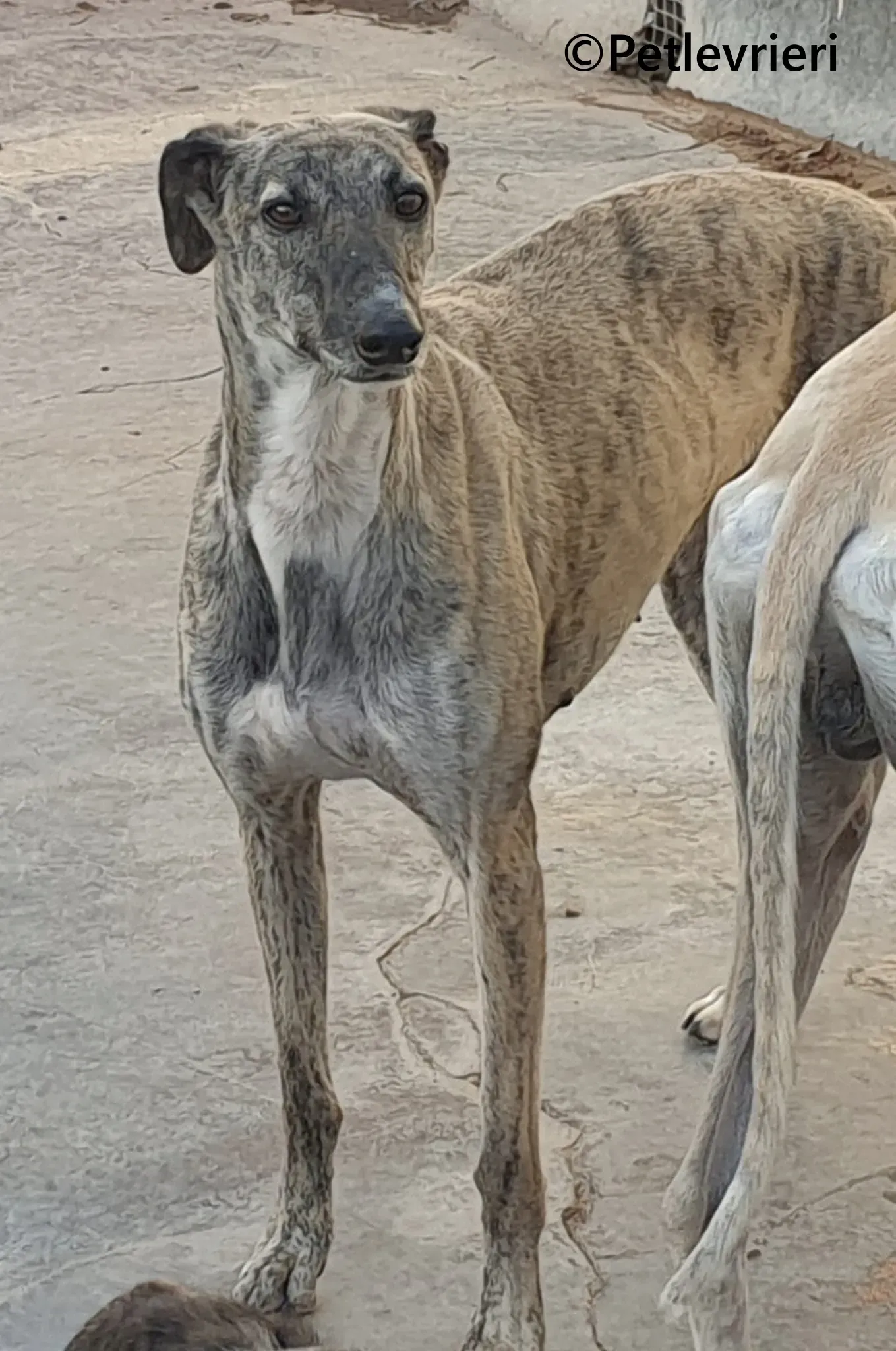 Pequena galgo adozione pet levrieri onlus 2 2