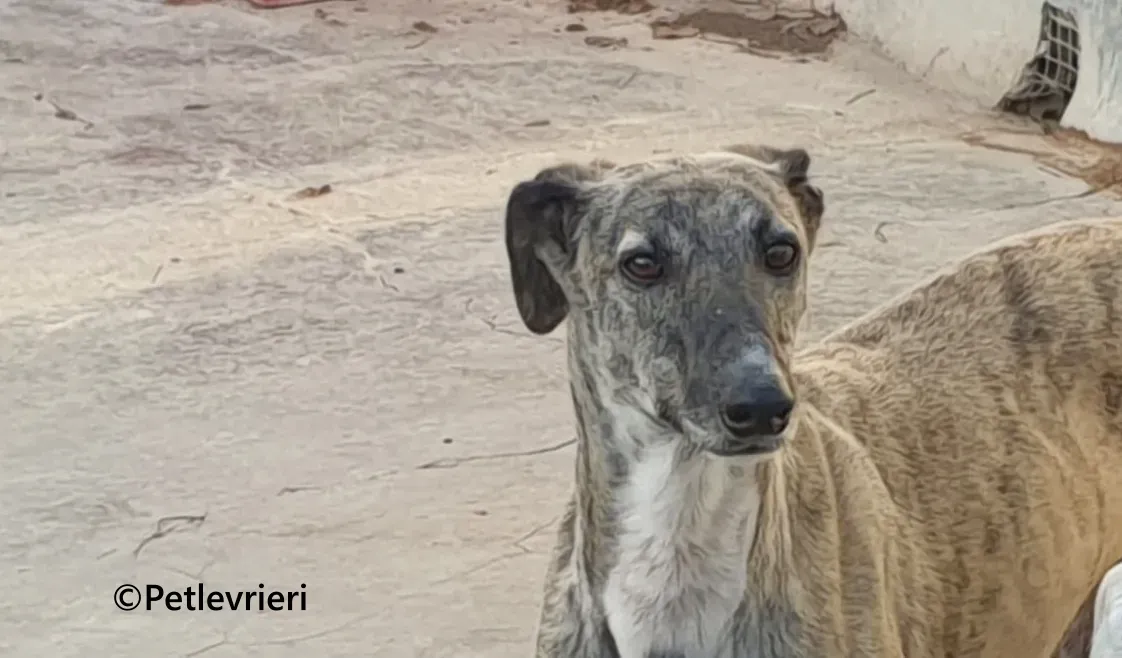 Pequena galgo adozione pet levrieri onlus 3 2