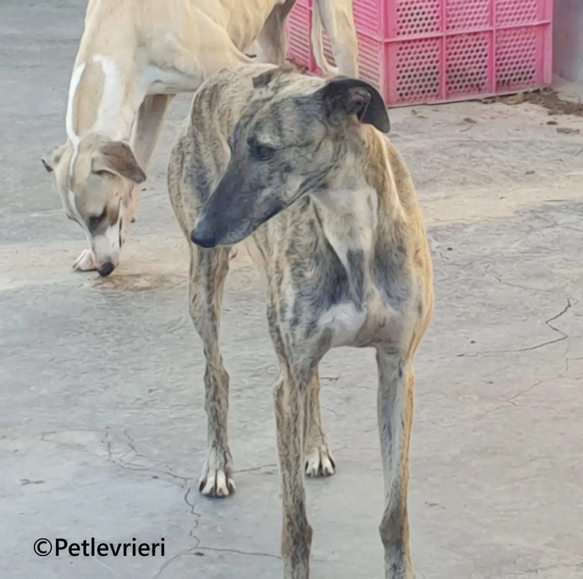Pequena galgo adozione pet levrieri onlus 4 1