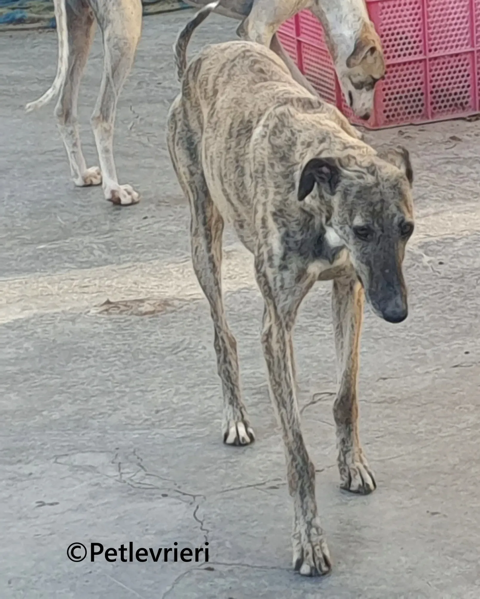 Pequena galgo adozione pet levrieri onlus 5 1