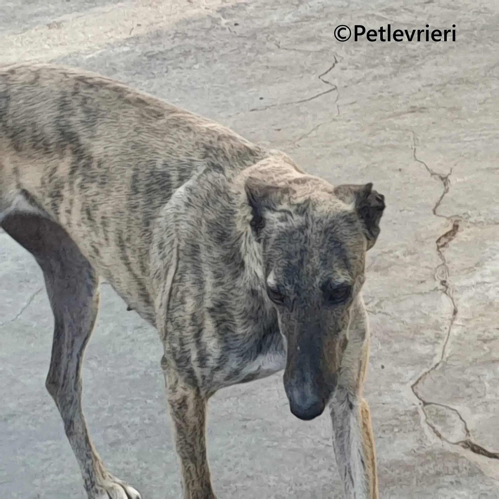 Pequena galgo adozione pet levrieri onlus 6 1