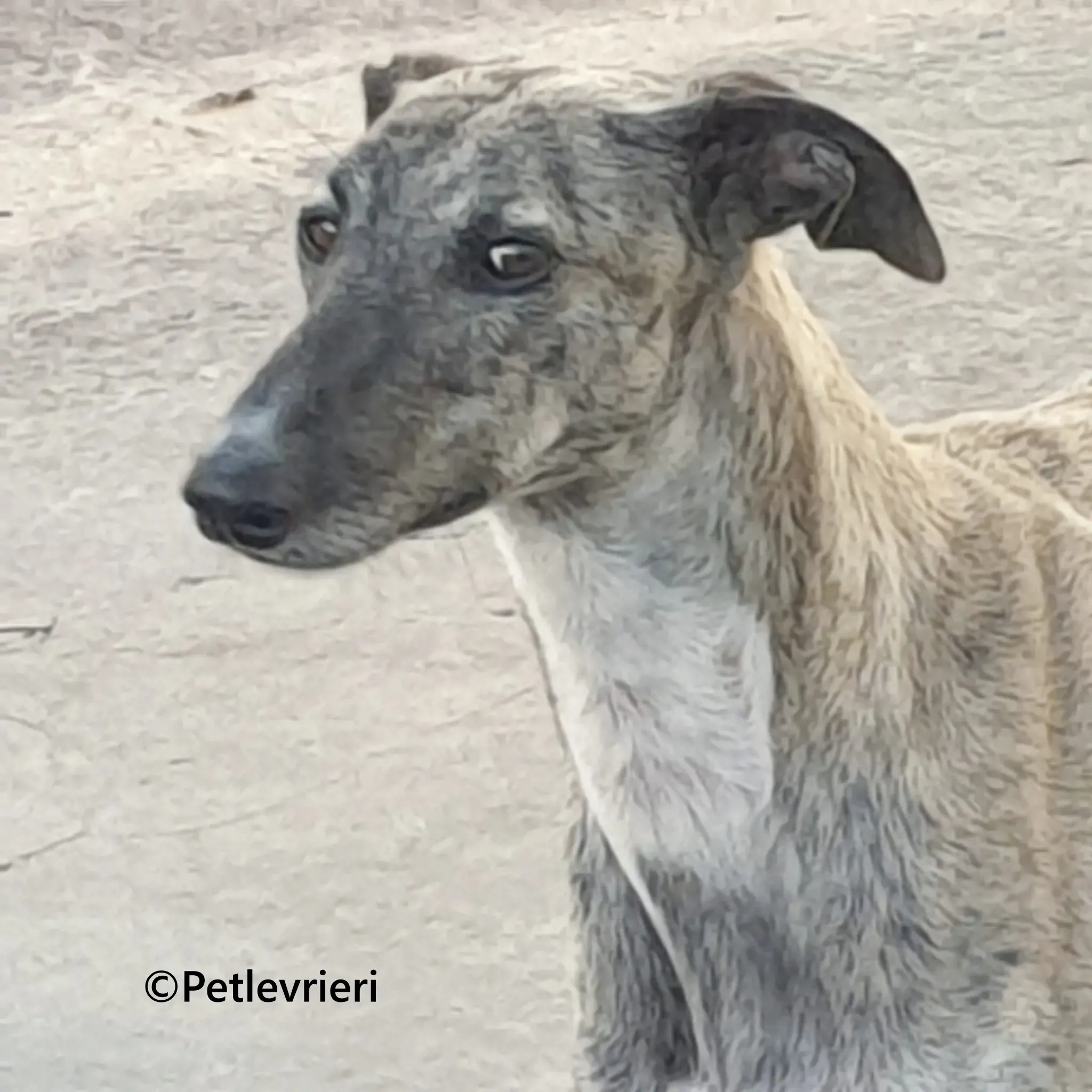 Pequena galgo adozione pet levrieri onlus 7