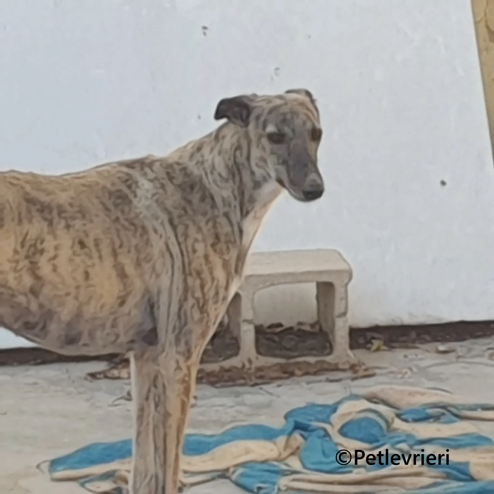 Pequena galgo adozione pet levrieri onlus 8