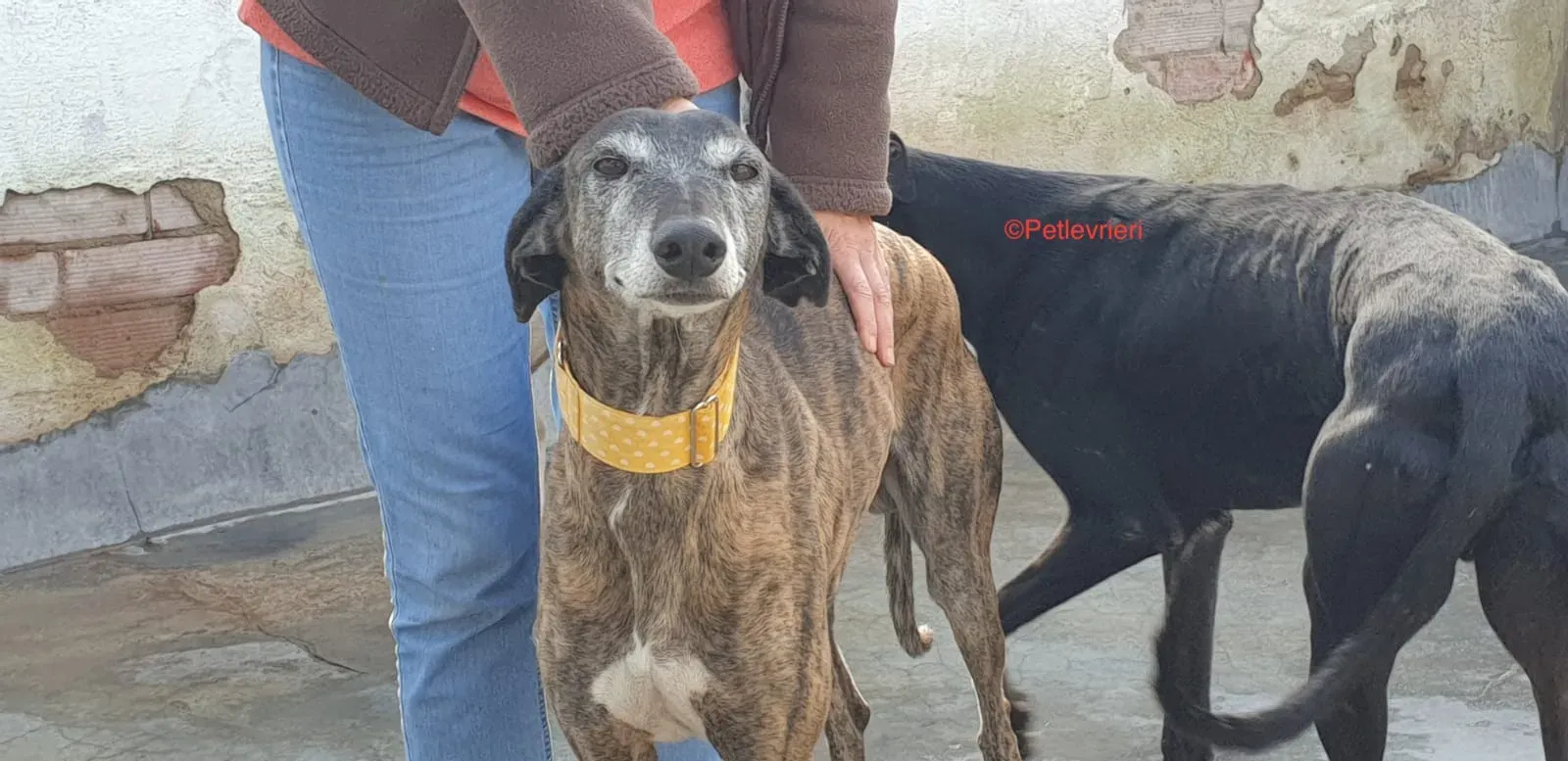 Perico adozione levrieri galgo 1