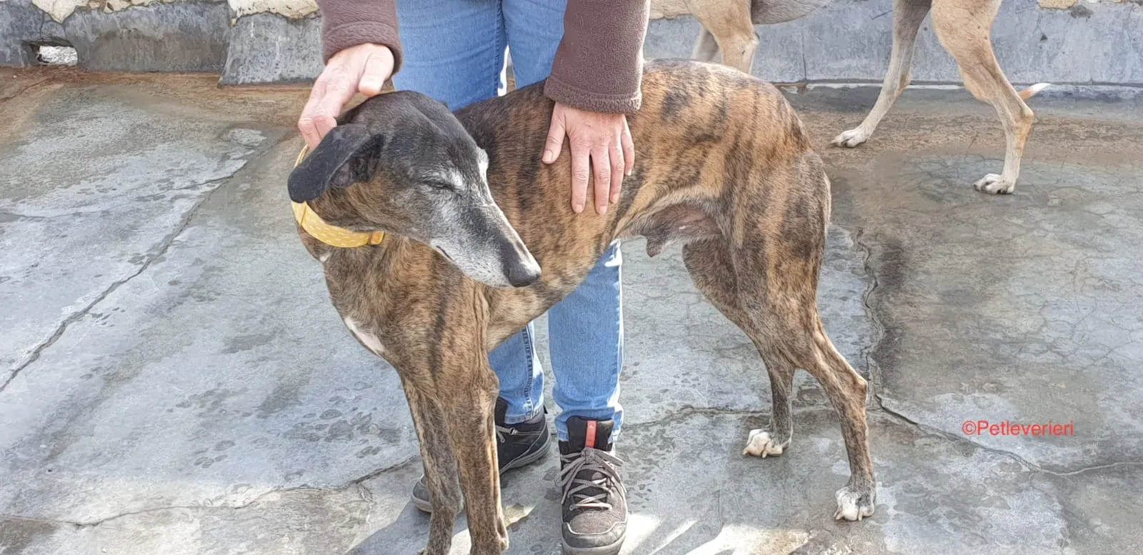 Perico adozione levrieri galgo 2