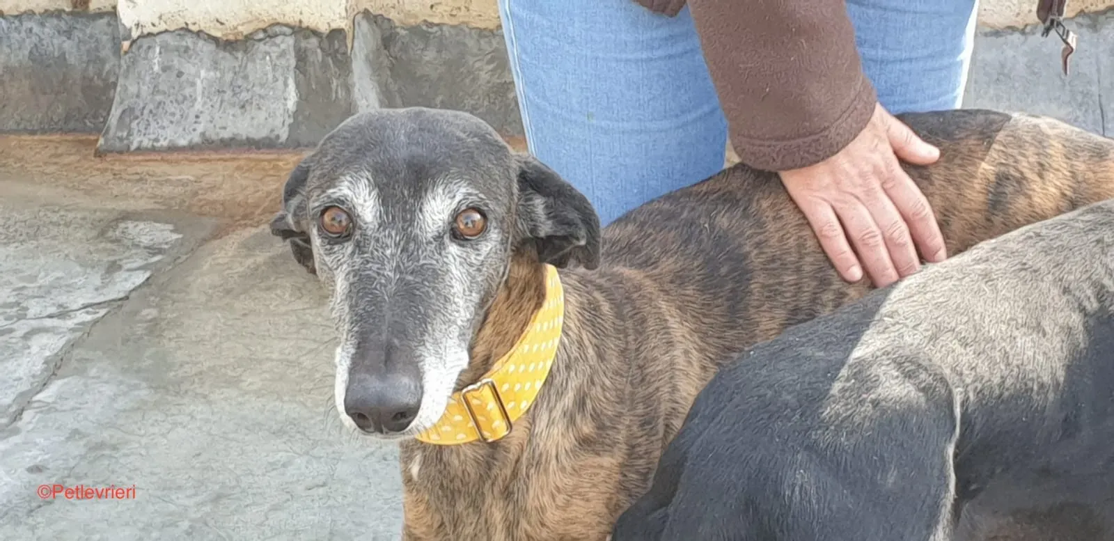 Perico adozione levrieri galgo 3