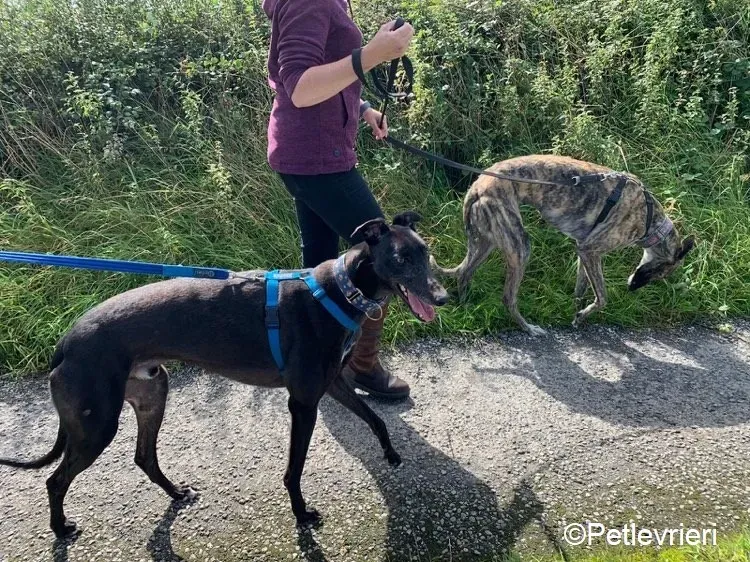 Peroni Nadal adozione levrieri greyhound 1