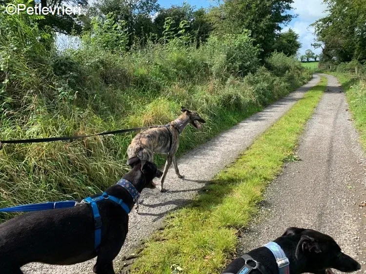 Peroni Nadal adozione levrieri greyhound 2