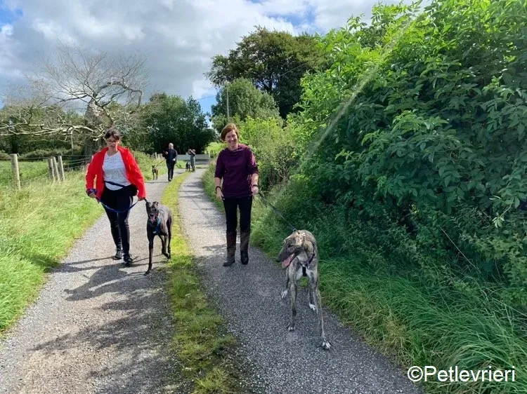 Peroni Nadal adozione levrieri greyhound 3