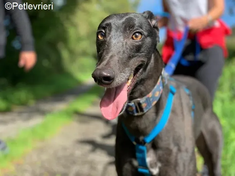 Peroni adozione levrieri greyhound 1