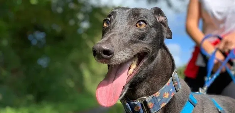 Peroni adozione levrieri greyhound 2 e1598453820911