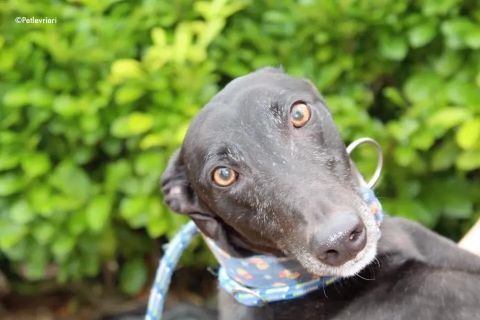 Peroni adozione levrieri greyhound 3