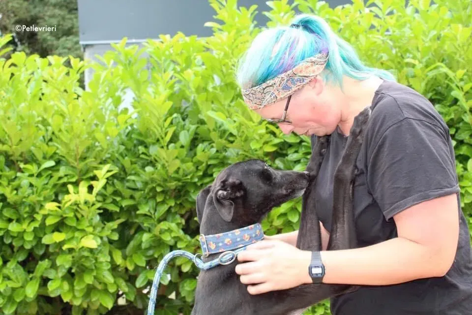 Peroni adozione levrieri greyhound 4