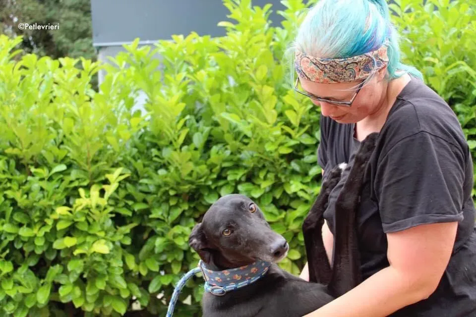 Peroni adozione levrieri greyhound 5