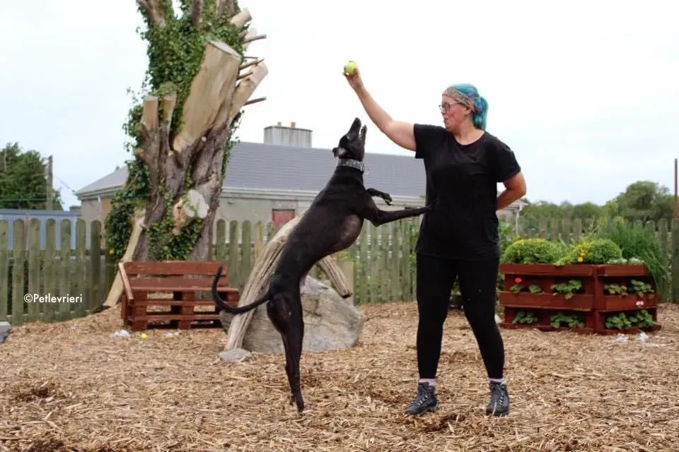 Peroni adozione levrieri greyhound 6