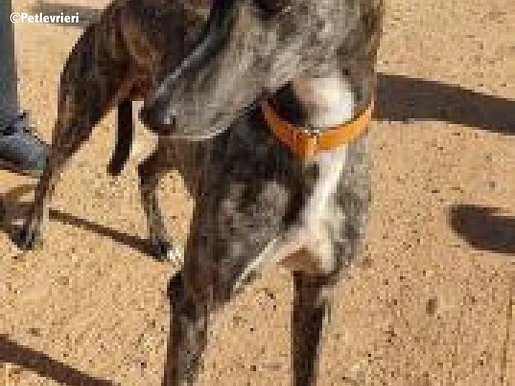 Perseo adozione levrieri galgo