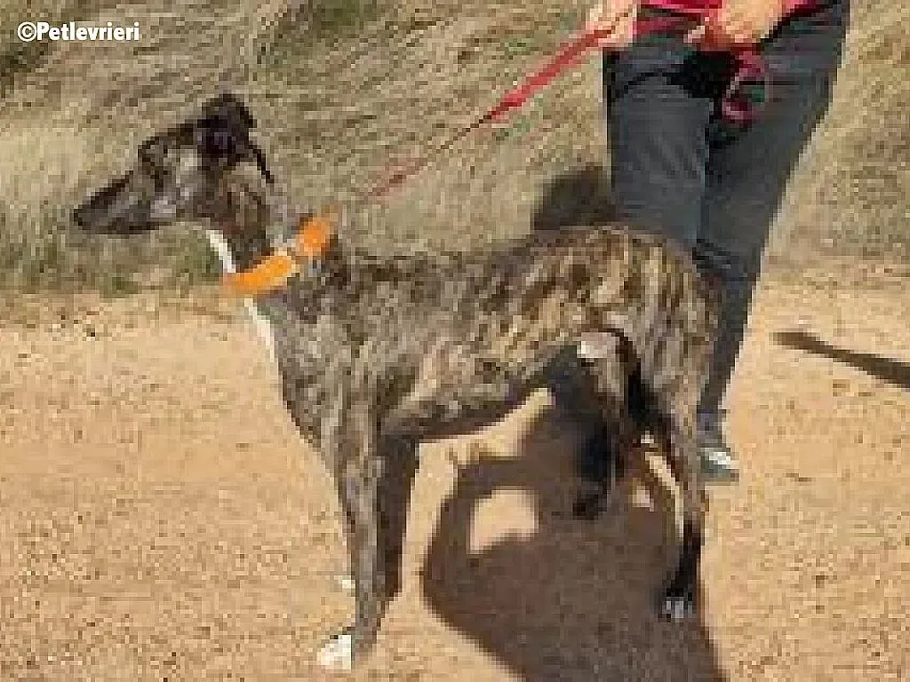 Perseo adozione levrieri galgo 1