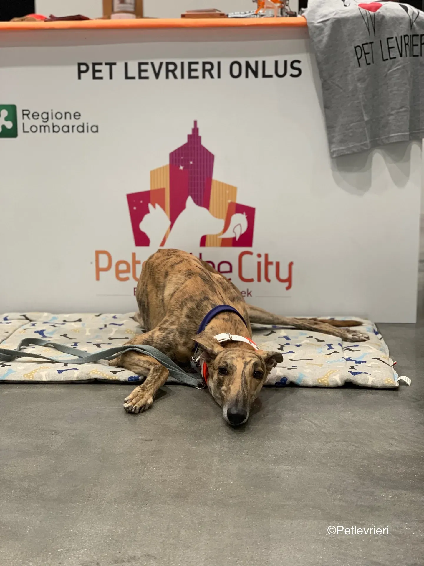 Pet Levrieri PetsInTheCity 1