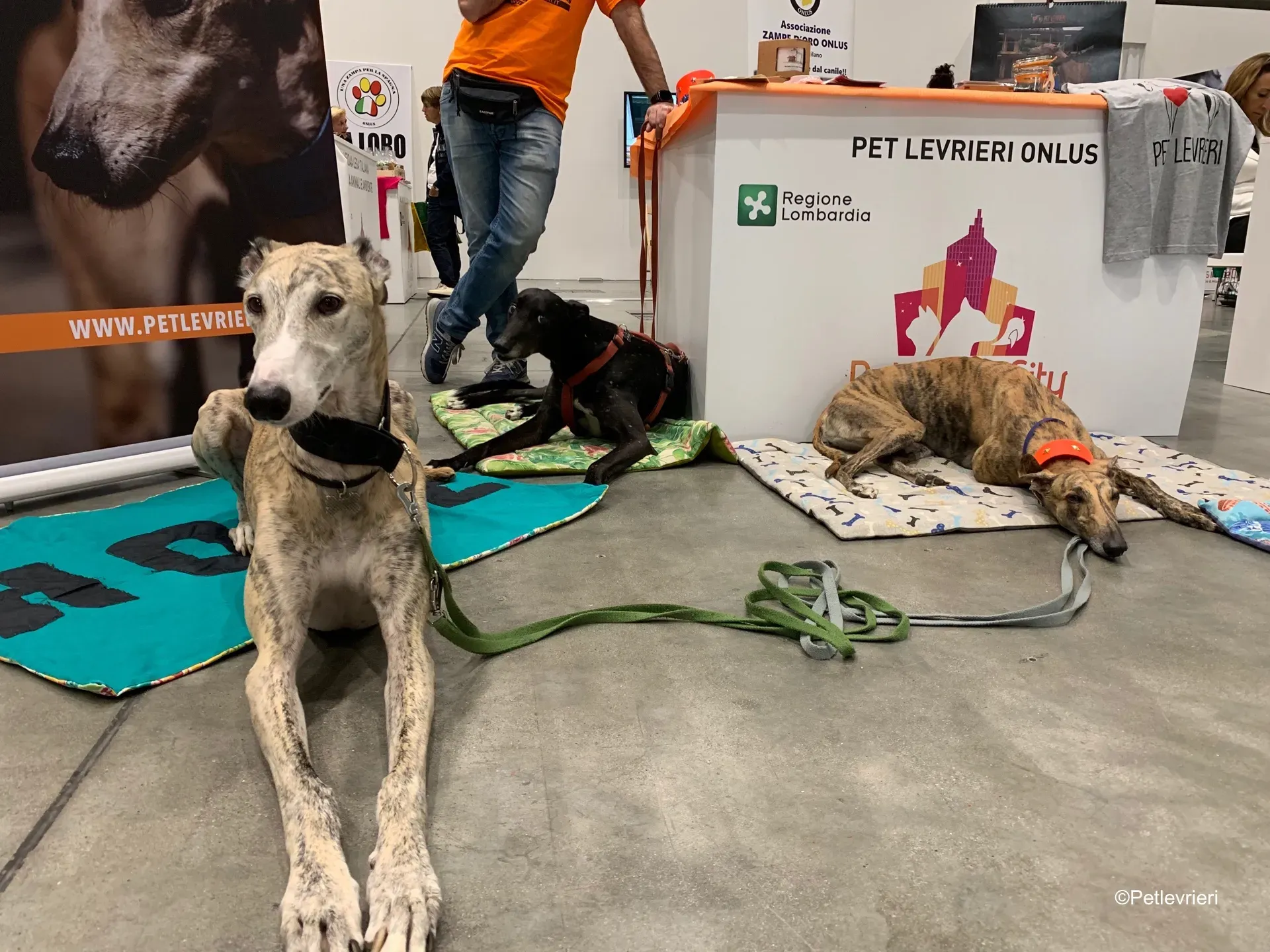 Pet Levrieri PetsInTheCity 10