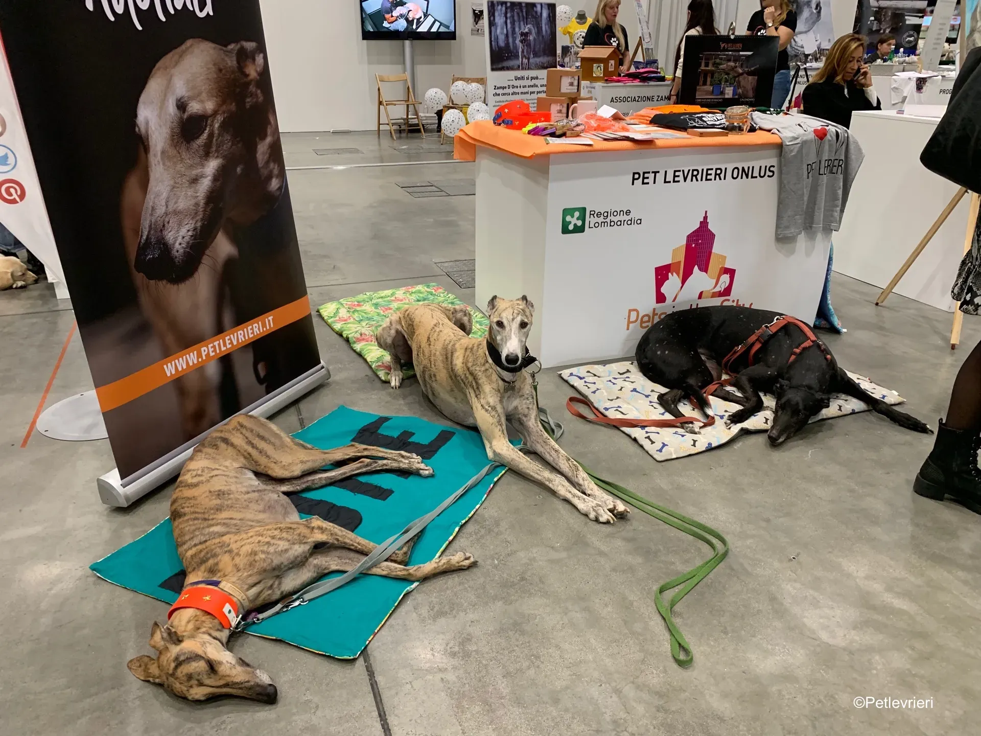 Pet Levrieri PetsInTheCity 11