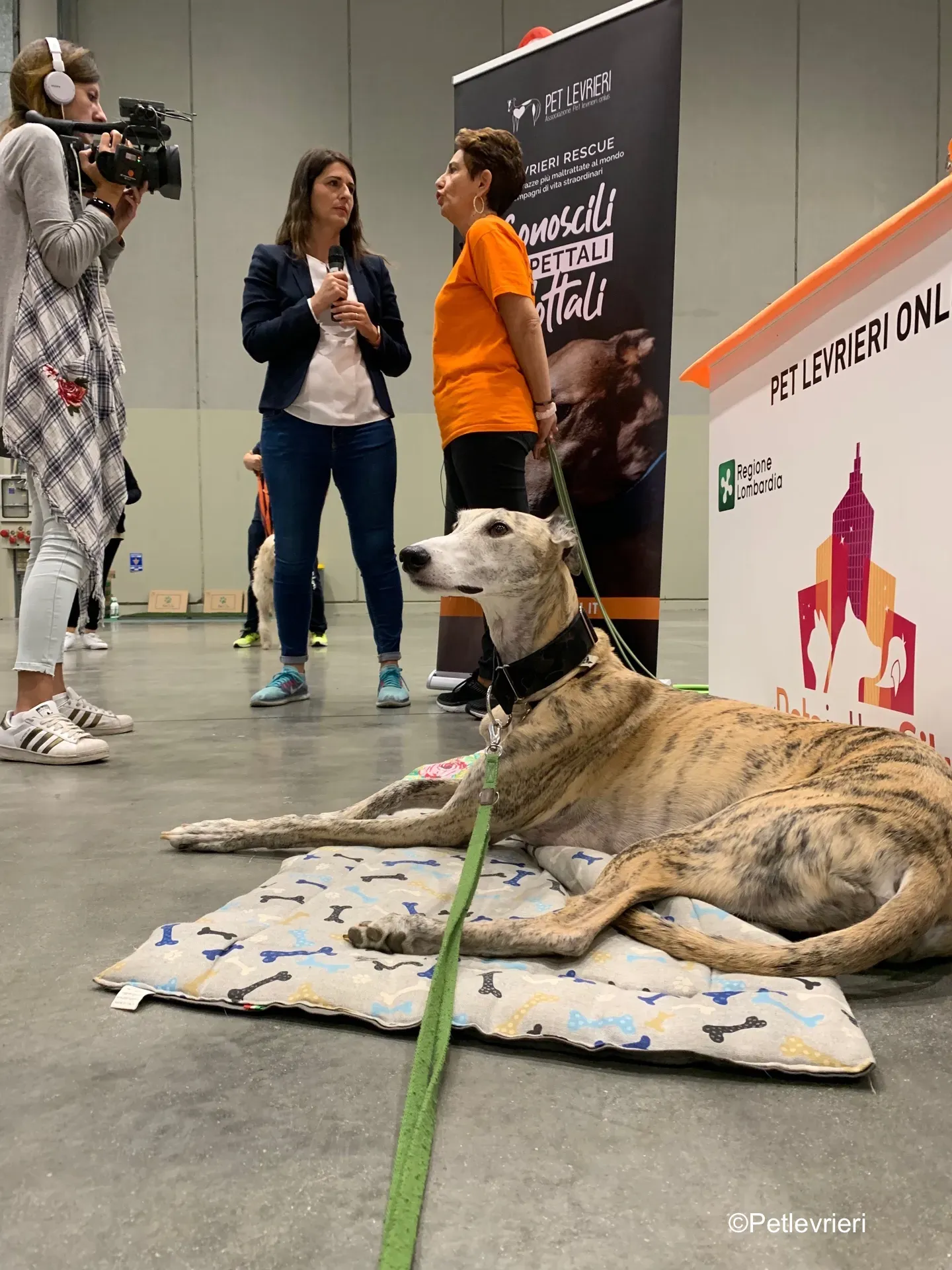 Pet Levrieri PetsInTheCity 13