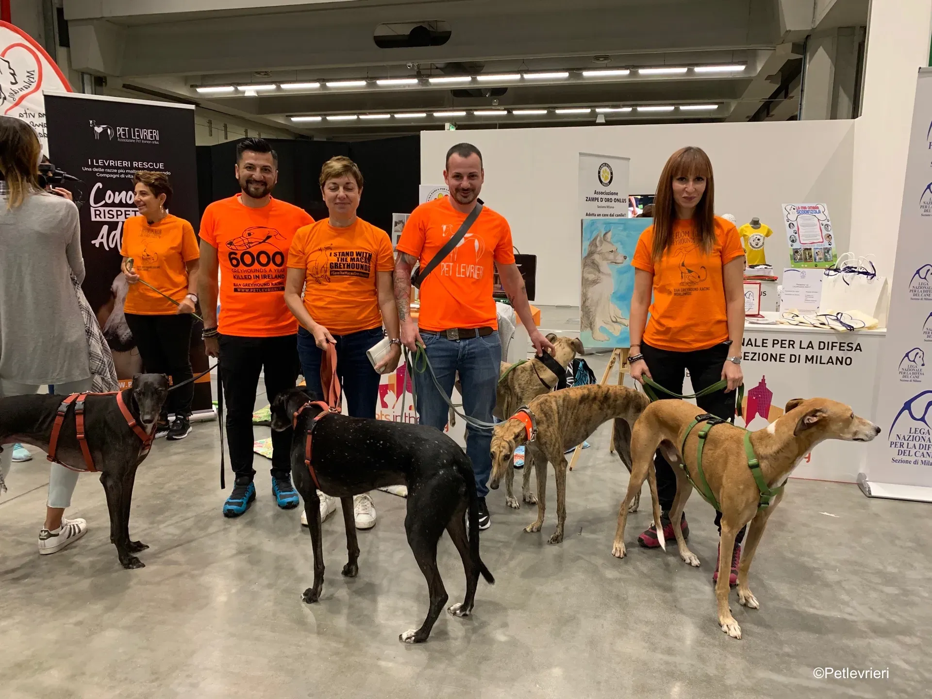 Pet Levrieri PetsInTheCity 14