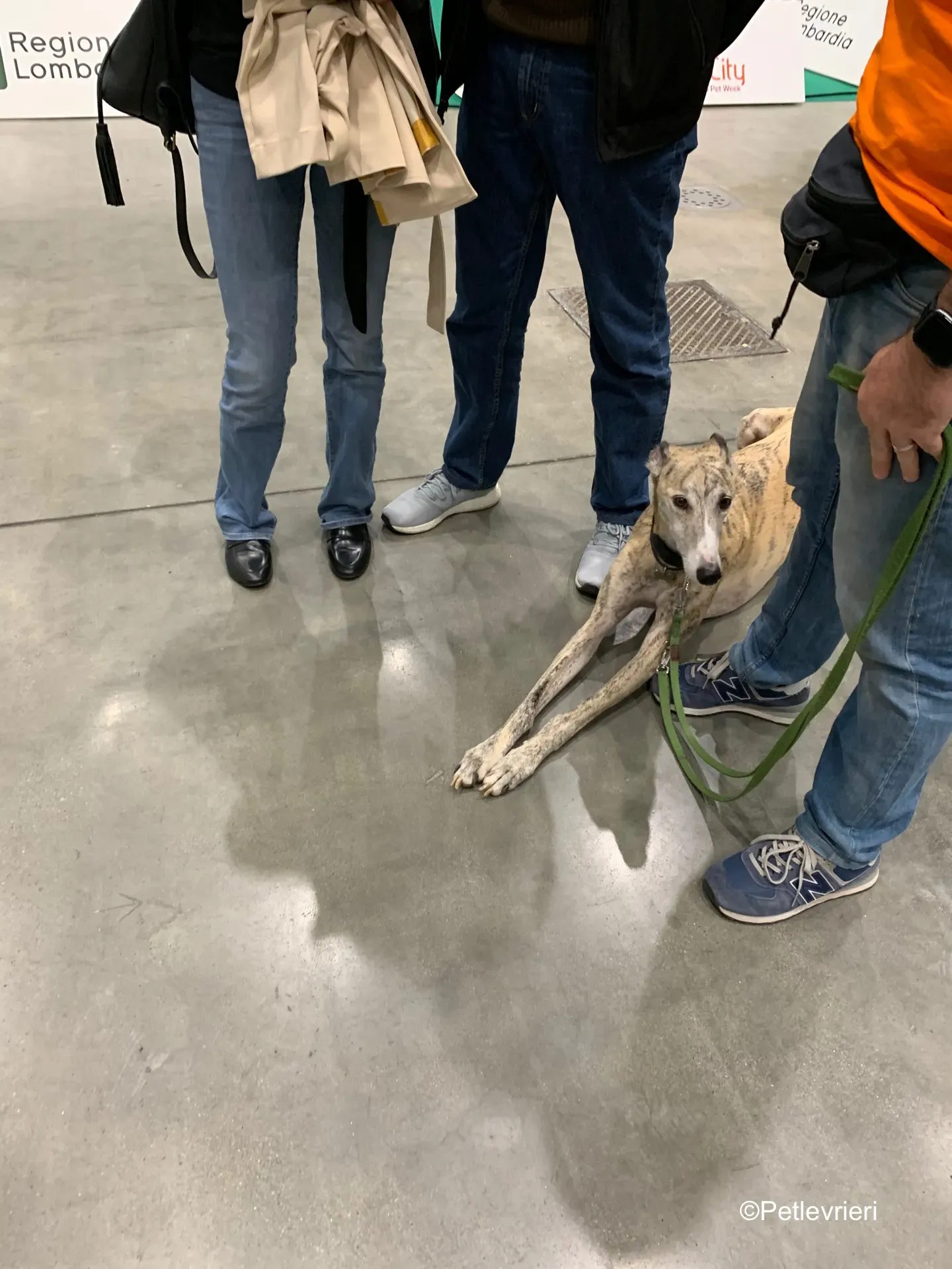 Pet Levrieri PetsInTheCity 15